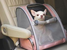 gelukkig bruin kort haar- chihuahua hond zittend in huisdier vervoerder rugzak met geopend ramen in auto stoel. veilig reizen met huisdieren concept. foto