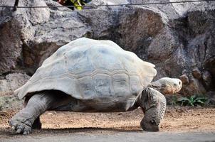 oud groot schildpad foto