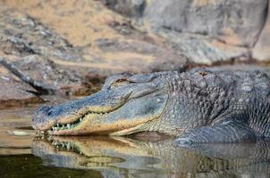 een groot krokodil foto