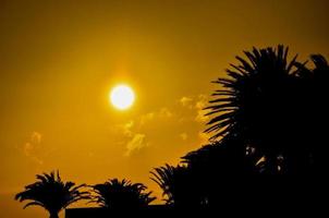 mooi zonsondergang en palm bomen foto