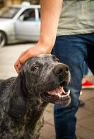 een oud straat hond verheugt zich wanneer een Mens beroertes hem. foto