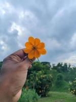 een hand- Holding een bloem foto