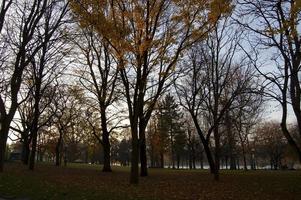 herfstkleuren in een park foto