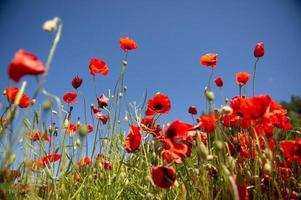 veld- met rood papaver bloemen tegen een blauw lucht foto