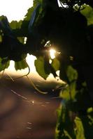 zon gluren door wijnstokken in Californië foto