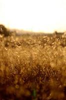 droge grassen in de heuvels van Californië tijdens het gouden uur foto