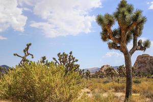 Joshua Tree National Park foto