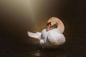 wit zwaan vogel Aan de water in zonneschijn foto