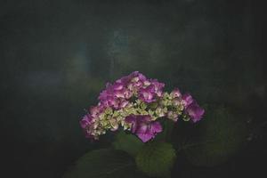 bloemen roze hortensia in de tuin tegen de achtergrond van groen bladeren detailopname foto