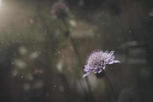 veld- Purper bloem in warm zonneschijn foto