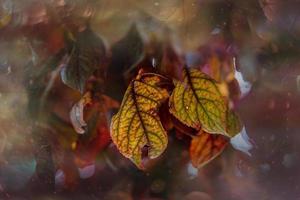 herfst goud bruin bladeren Aan een boom Aan een zonnig dag met bokeh foto