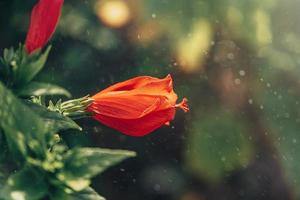 hibiscus bloem Aan een groen boom in de warm stralen van de zon foto