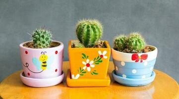 cactus fabriek in potten decoratie Aan de tafel met beton muur foto