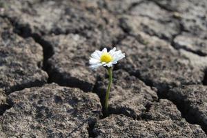 bloem heeft gegroeid in dor gebarsten dor bodem foto