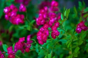 helder magenta rood rozen bloeiend in roos tuin, grond aan het bedekken tuin rozen foto