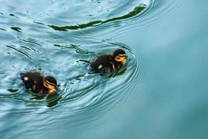 twee schattig eendjes zwemmen in vijver, dichtbij omhoog foto