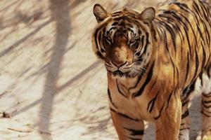 portret Bengalen tijger staand op zoek foto