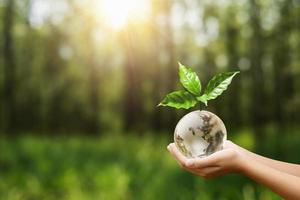 hand- Holding wereldbol glas en boom groeien. milieu eco dag concept foto