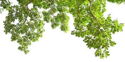 groen blad Aan boom isoleren wit achtergrond foto