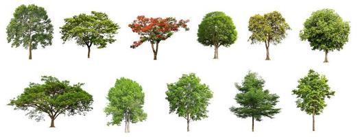 reeks verzameling boom isoleren Aan wit achtergrond foto