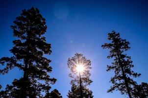 toneel- Woud landschap foto