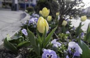 detail van bloemen in de stad foto