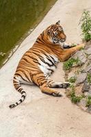 tijger resting in de natuur in de buurt de water foto