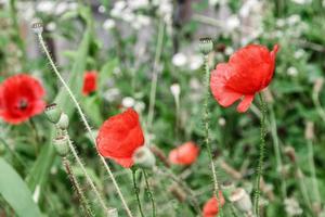 geweldig rood klaprozen in groen gras foto