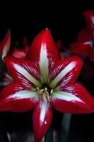 amaryllis rood bloem met wit strepen en een rood ster in de centrum. foto