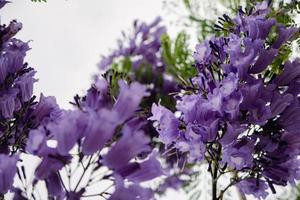 jacaranda mimosifolia Purper bloemen Aan een boom foto