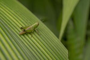 dichtbij omhoog foto gras hooper over- de strip blad Aan de regenachtig Woud. de foto is geschikt naar gebruik voor natuur poster, wild leven achtergrond en dier inhoud media.