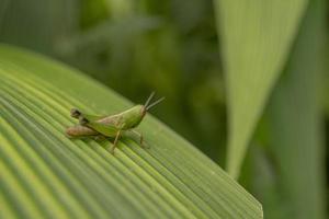 dichtbij omhoog foto gras hooper over- de strip blad Aan de regenachtig Woud. de foto is geschikt naar gebruik voor natuur poster, wild leven achtergrond en dier inhoud media.