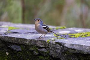 gemeenschappelijk vink fringilla coelebs zittend Aan een steen foto