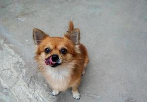portret van bruin chihuahua hond zit Aan de beton vloer. foto