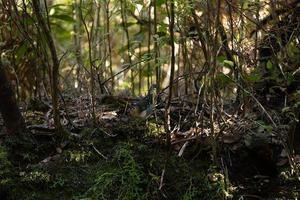 gemeenschappelijk vink fringilla coelebs in natuurlijk milieu foto