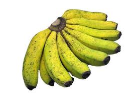 bundel van van pisang ambon, lokaal banaan verscheidenheid van Indonesië, geïsoleerd in wit achtergrond foto