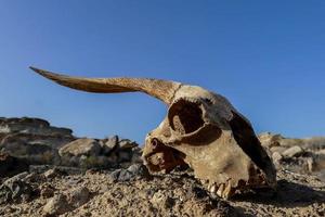 RAM schedel in de woestijn foto
