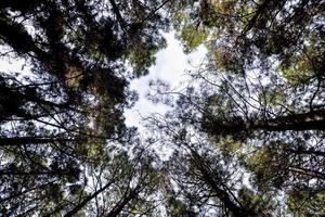 bomen in het bos foto