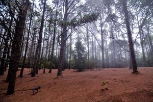 bomen in het bos foto