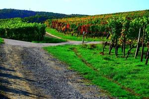 aarde weg in herfst wijngaarden foto