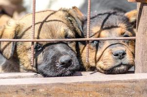 twee pups achter een hek