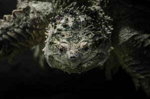 close-up van het hoofd van een schildpad foto