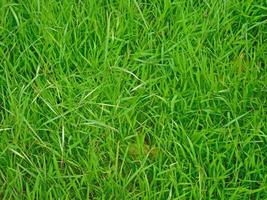 stukje groen gras voor achtergrond of textuur foto