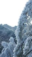 de bevroren winter visie met de Woud en bomen gedekt door de ijs en wit sneeuw foto
