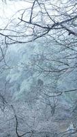 de bevroren winter visie met de Woud en bomen gedekt door de ijs en wit sneeuw foto