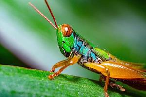 dichtbij omhoog macro regenboog sprinkhaan Aan groen blad foto