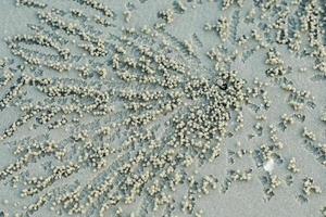 selectief focus Aan een klein geest krab vinden de voedsel van de zand Aan de strand foto