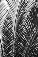 groen achtergrond met palm bladeren in detailopname in een natuurlijk milieu lit door tropisch zon foto