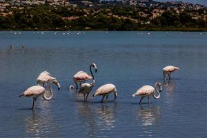 l vogel wit-roze flamingo Aan een zout blauw meer in Spanje in Calpe stedelijk landschap foto