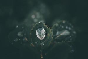 regen druppels in detailopname Aan de bladeren van de fabriek foto